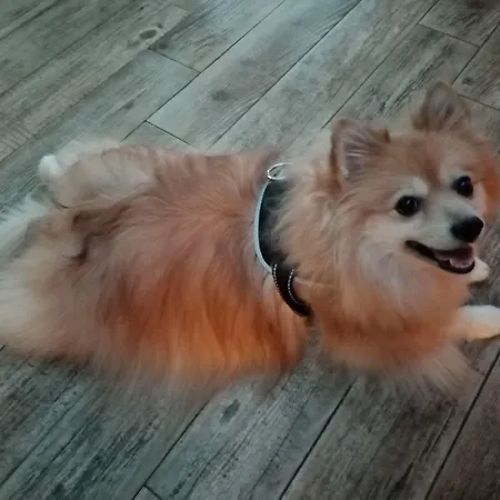 فندق Astoria كورمايور